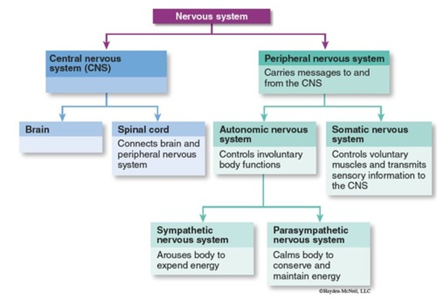 <p>Neurons outside the CNS that allow communication between the brain, spine, and the rest of the body.</p>