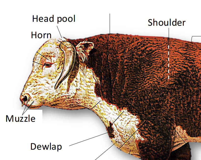<p>In cattle, refers to <u>muscling in the neck</u>. Can be extensively developed and pronounced in mature bulls. Also the <u>bridge of the tissue arm muscle that can develop along the top of the neck</u>.</p><p>The higher the testosterone levels, the higher the muscling - higher T levels promotes muscle growth and thickening of the tissue.</p><p>Important in social and reproductive behaviour: larger necks are associated with dominance and physical strength in muscle bones.</p>