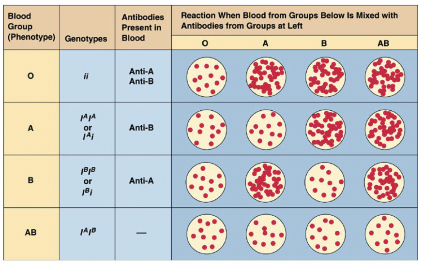 <p><span style="background-color: transparent; font-family: "Proxima Nova", sans-serif;"><span>A person produces antibodies in their blood plasma against the antigens on foreign blood cells</span></span></p>
