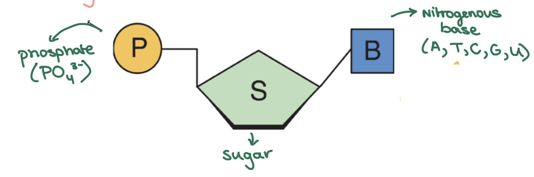 <ul><li><p>made of phosphate, sugar, nitrogenous base</p><ul><li><p>DNA has H in sugar (deoxi = without O)</p><ul><li><p>bp: AT, GC</p></li></ul></li><li><p>RNA has OH in sugar</p><ul><li><p>bp: AU, GC</p></li></ul></li></ul></li></ul><p></p>