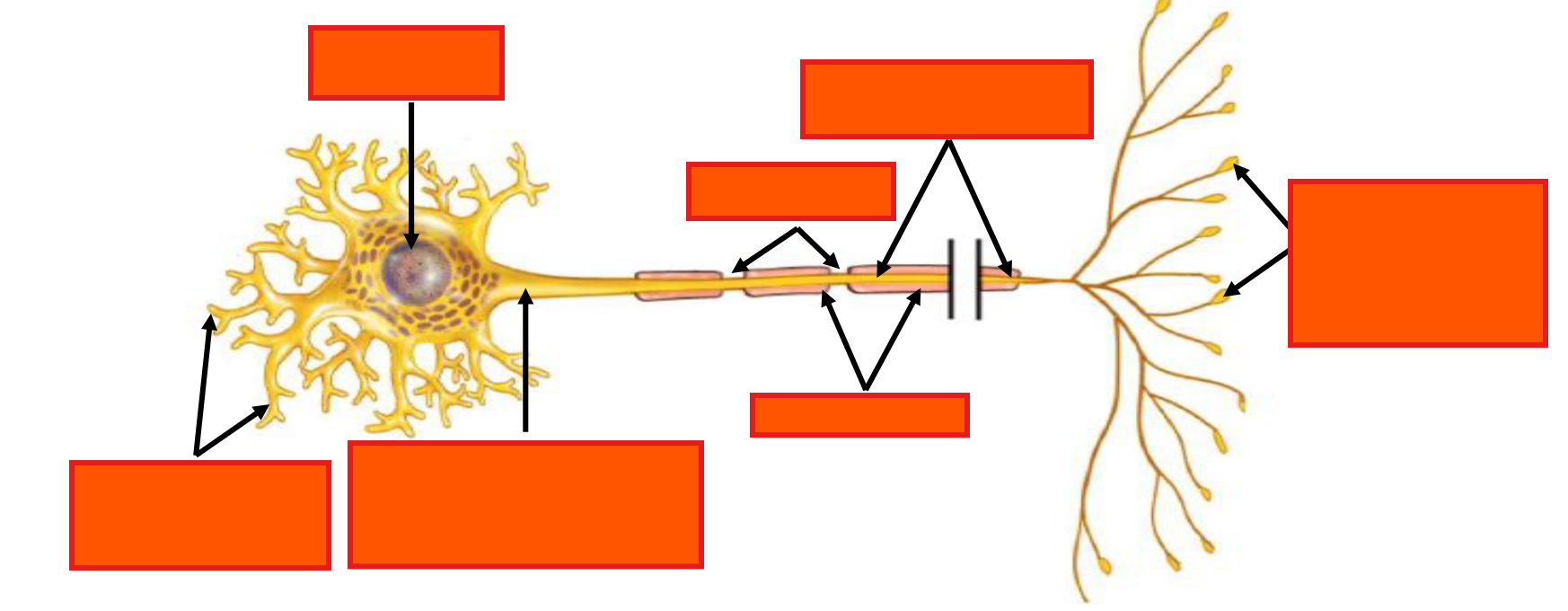 <p>Label the multipolar motor neuron and explain what each part does: </p>