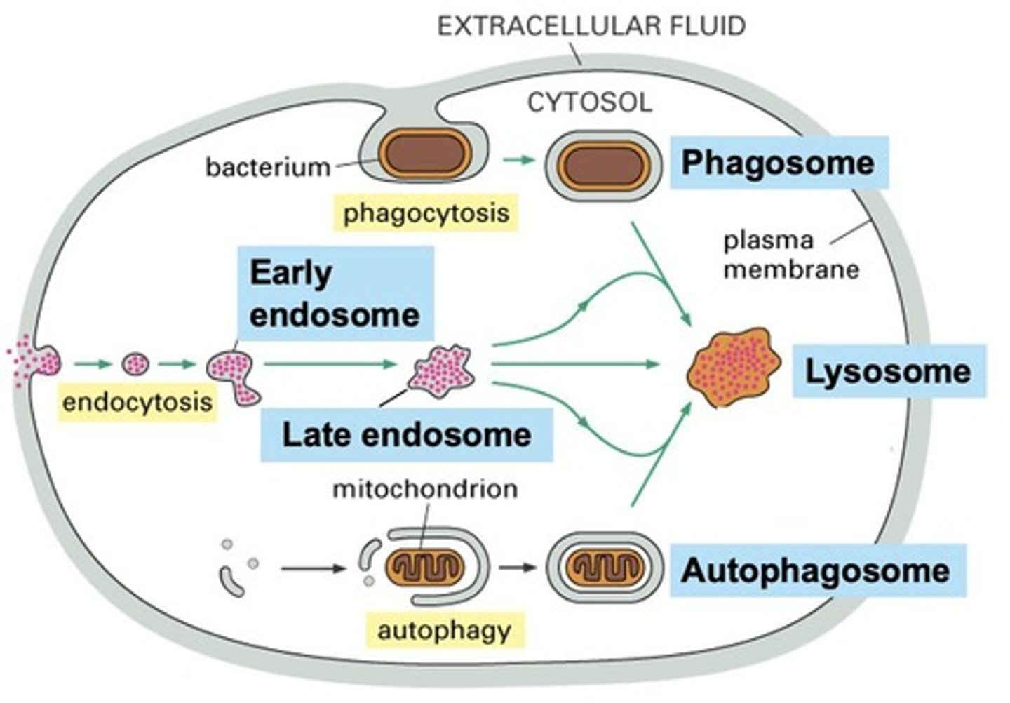 <p>Exocytosis is the process of transporting materials out of the cell, while endocytosis is the process of internalizing materials into the cell.</p>