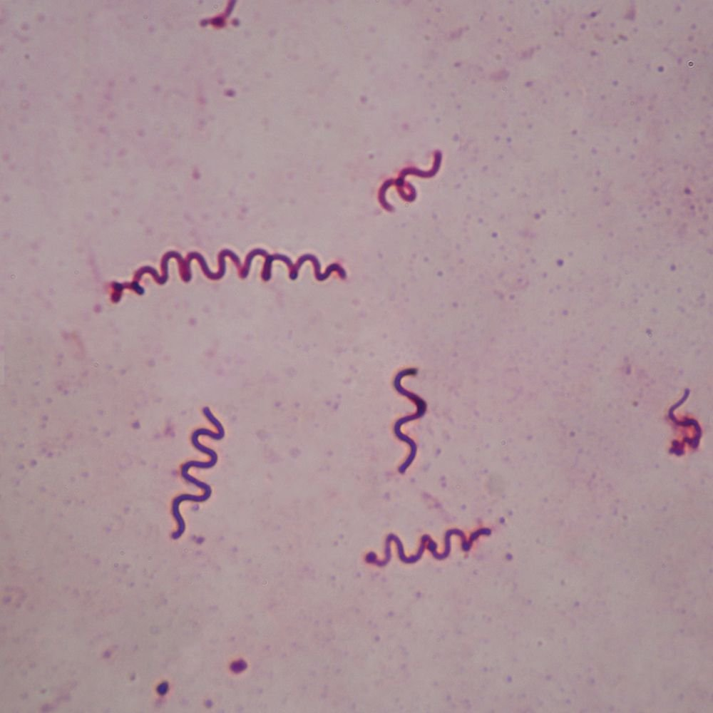 <p>What shape is this? </p>