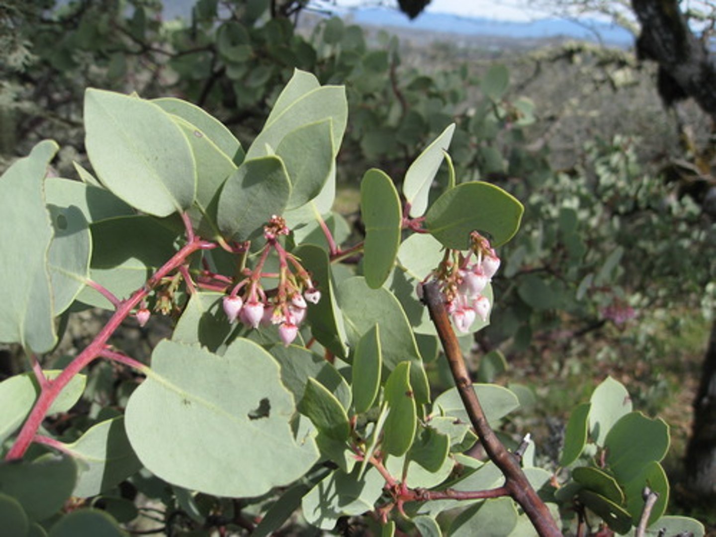 <p>arctostaphylos viscida (ericaceae)</p>