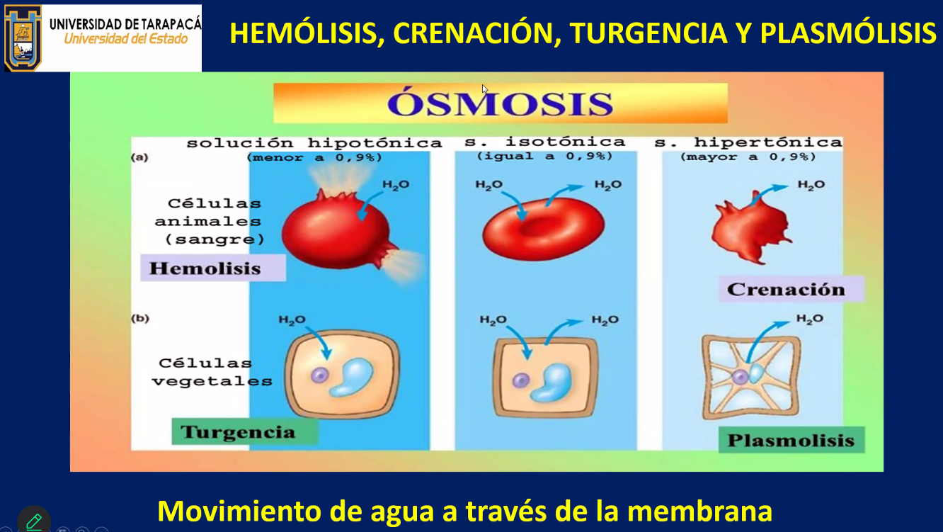 <p>d)  La célula es Hipotónica y por lo tanto se arrugará</p>