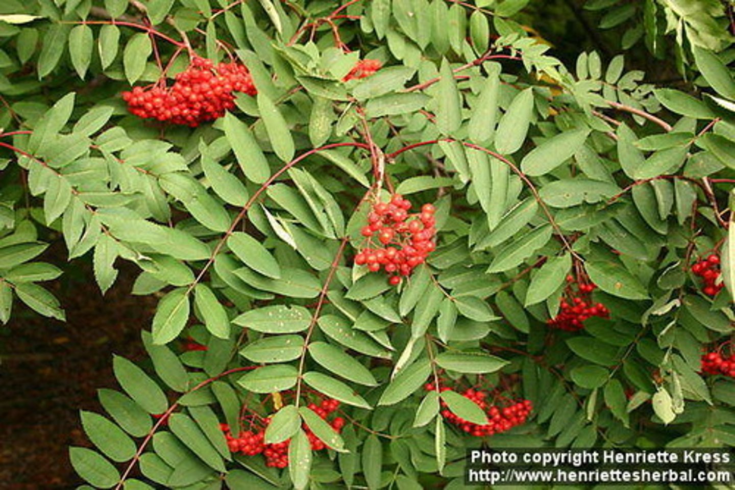 <p>Rosaceae Sorbus decora</p>