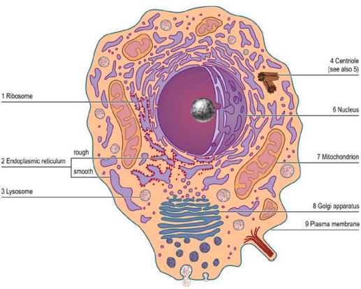 <p>vesicle containing enzymes that break down proteins, lipids &amp; nucleic acids</p>