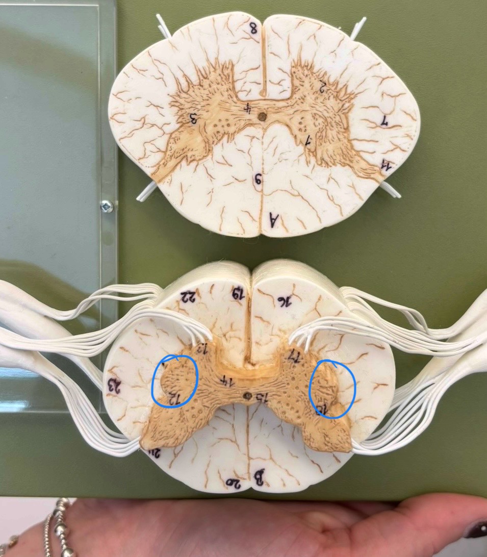 <p>What structure is this?</p>