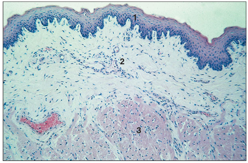 <p>Identify the structure:</p><p>Specie:</p><p>Parts:</p><p>1.__ 2. __ 3.__</p><p>Stain used:</p>