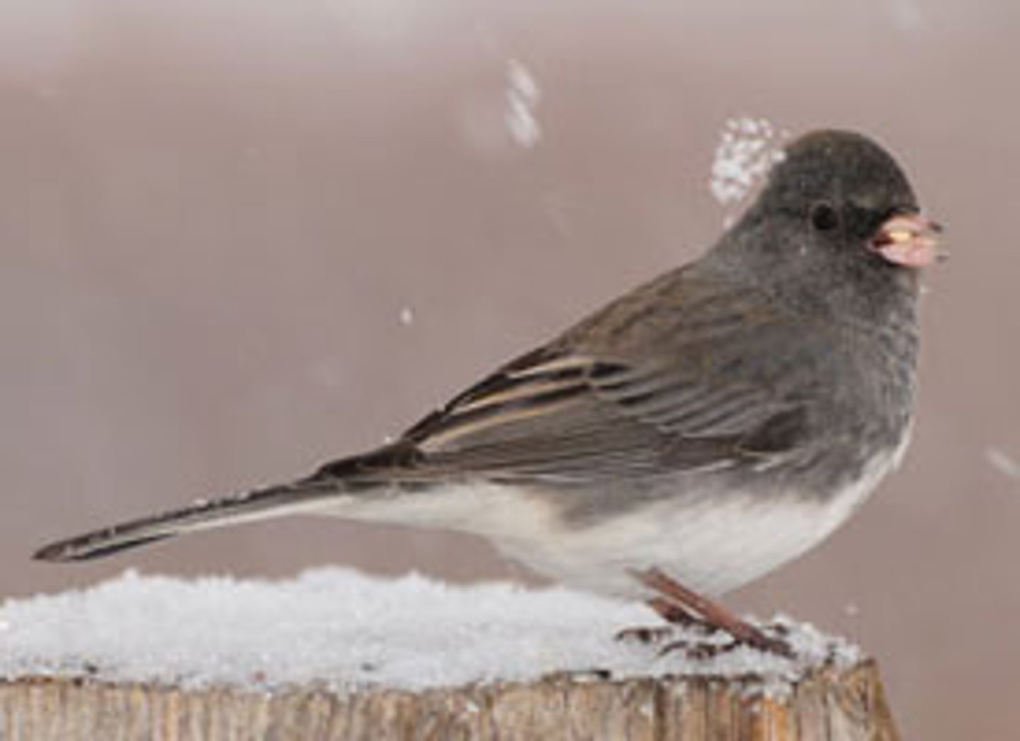 <p>Junco hyemalis</p>