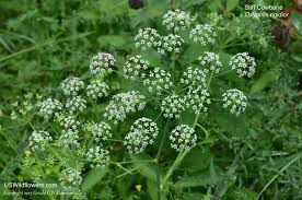 <p>Identify this species</p>