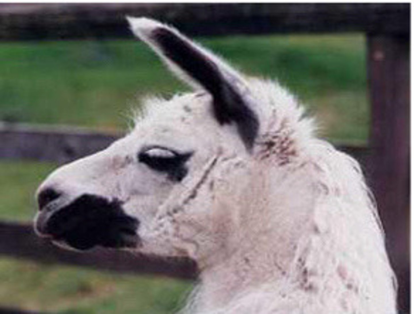 <p>Describe the camelid body language</p>