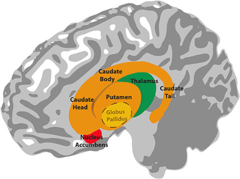 <p>the basal ganglia consists of what 3 major structures?</p>