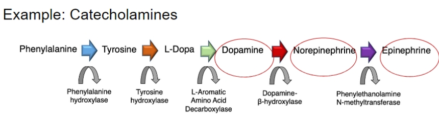 <p><span style="font-family: sans-serif">Neurons synthesize neurotransmitters and other chemicals from</span></p><p><span style="font-family: sans-serif">substances provided by the diet</span></p>