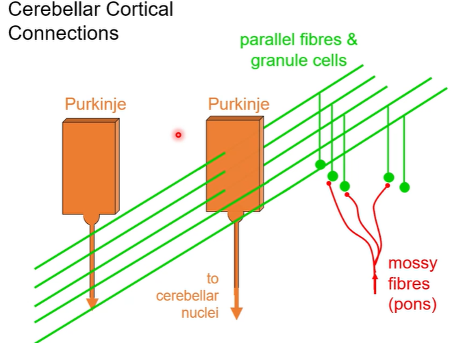 <ul><li><p>purkinje cells = place where motor learning takes place</p></li><li><p>shows that sensory info is coming from different sensory parts of cortex</p></li><li><p>arriving through mossy fibres</p></li><li><p>cerebellum can predict using sensory info</p><ul><li><p>e.g. you need to catch a ball - cerebellum uses sensory info (visual) to know where you need to be in space (from climbing fibre)</p></li></ul></li></ul><p></p>