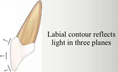 <p>Reflects light in 3 planes- flat, convex, square/fan shaped from front view</p>