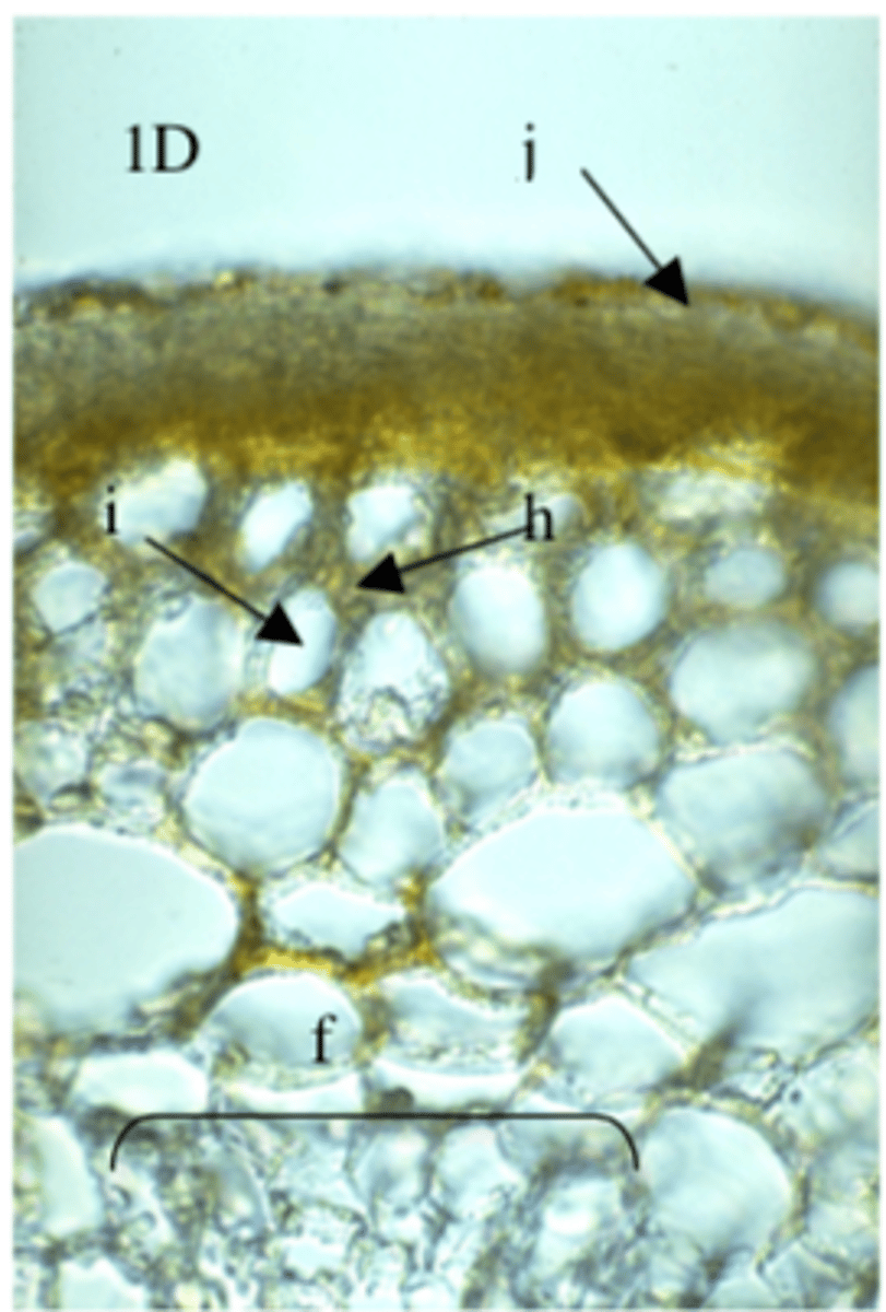 <p>hyphae remain between cells</p>