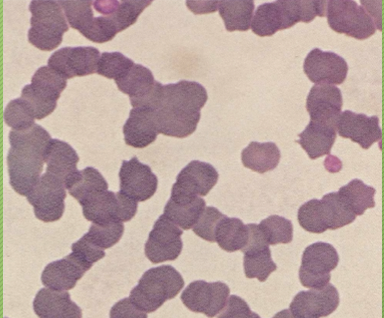 <p>What cell arrangement is this? </p>