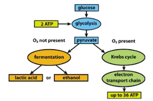 <p>Pathways of Cellular Respiration</p>