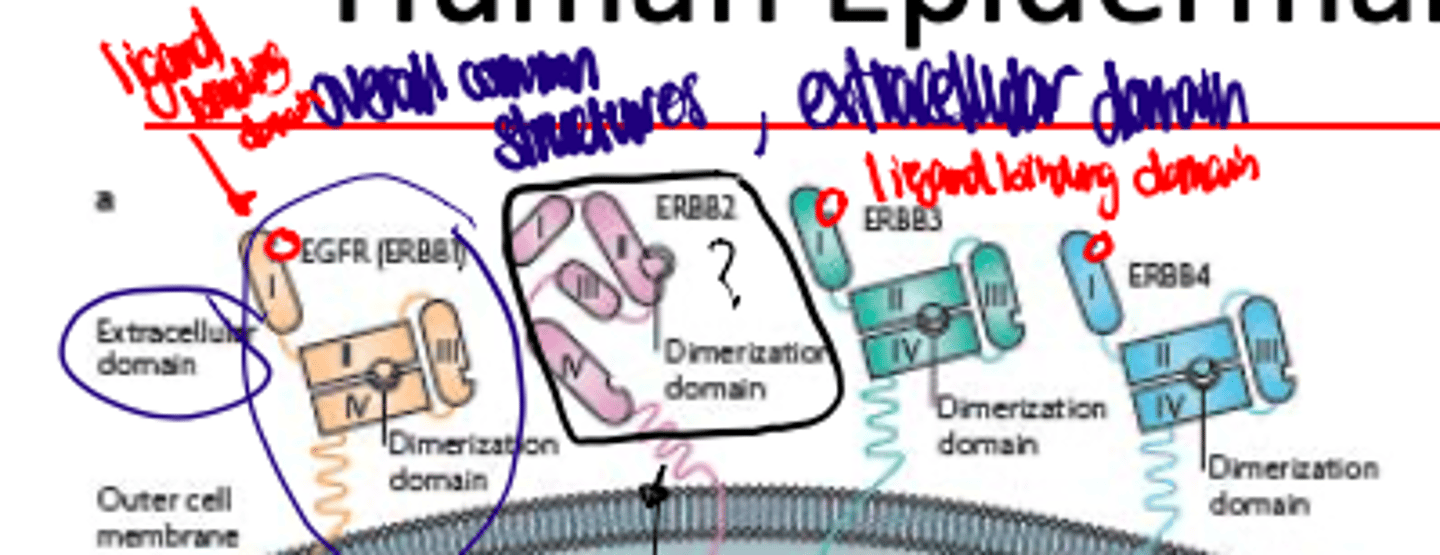 <p>Note that ERBB2 does not have a dimerization domain</p>