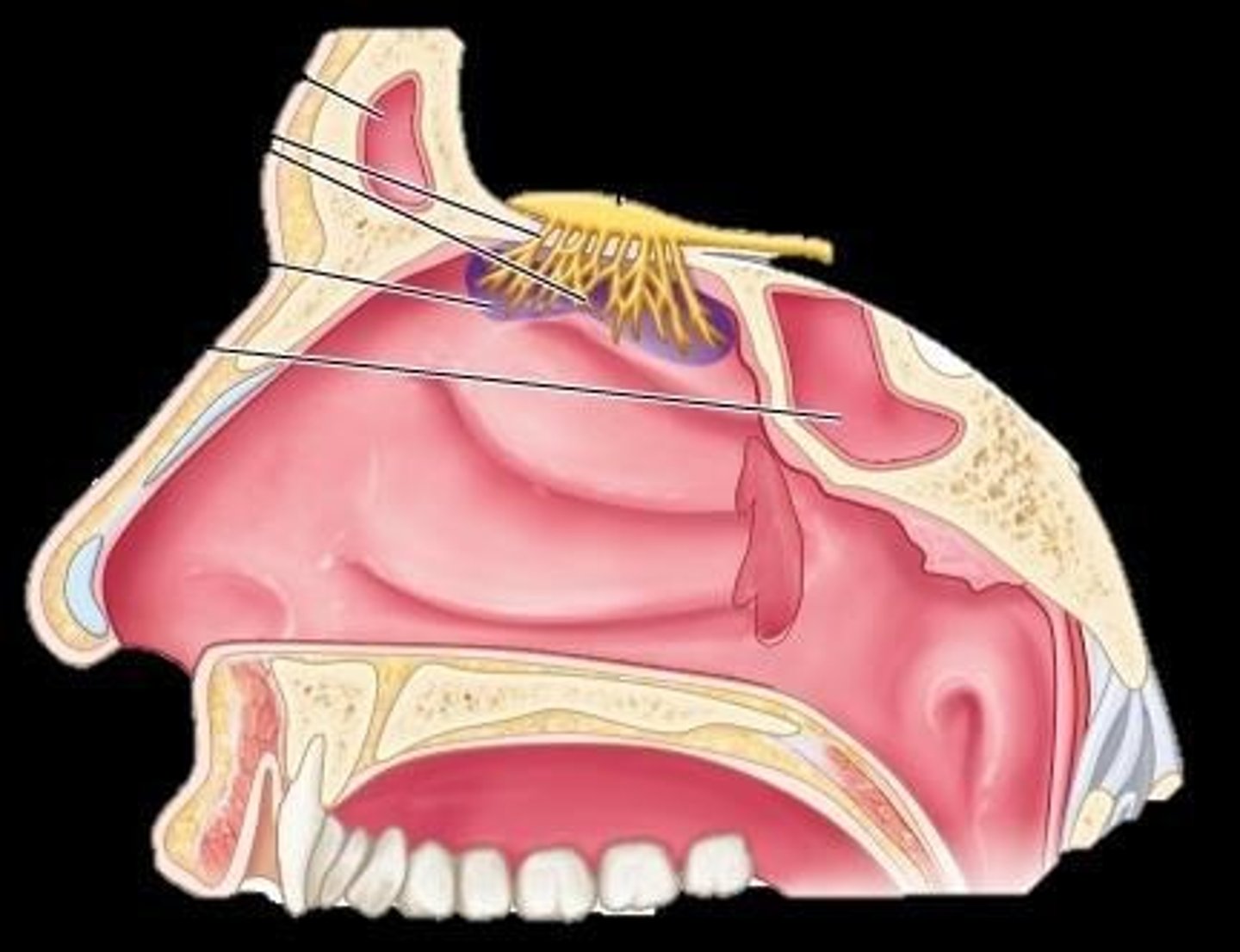 <p>Olfactory nerve responsible for smell sensation.</p>