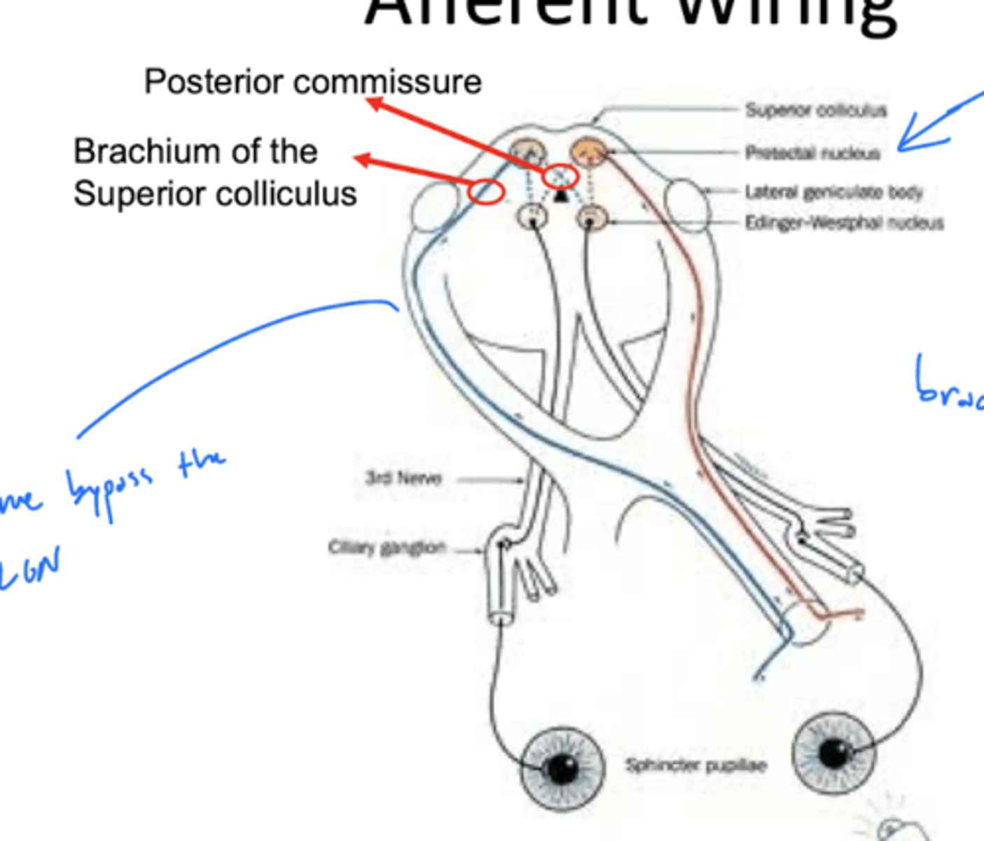 <p>mesencephalon at the level of the superior colliculus</p>