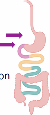 <p>PRIMARY DEFICIENCY IS RARE:</p><p>PCFT: protein coupled folate transporter</p><p>- duodenum, proximal jejunum (celiac disease: affects these regions of small intestine)</p><p>- Hereditary folate malabsorption (rare, cause is genetic defect in transporter, treatment is IV folate infusions)</p>