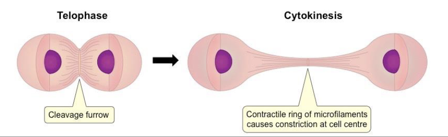 <ul><li><p>single cell splits into two daughter cells </p><ul><li><p>involves the cleavage furrow </p></li></ul></li><li><p>two daughter cells are haploid and genetically different from the parent cell</p><ul><li><p>result of crossing over and independent assortment </p></li></ul></li></ul><p></p>
