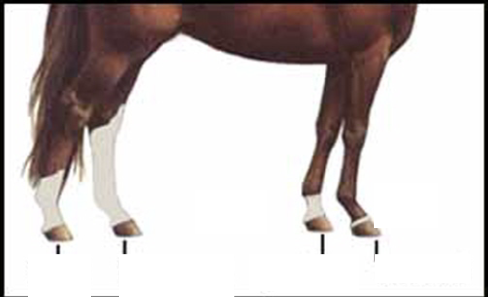 <p><span>Below, you need to properly identify the different leg markings.</span></p>