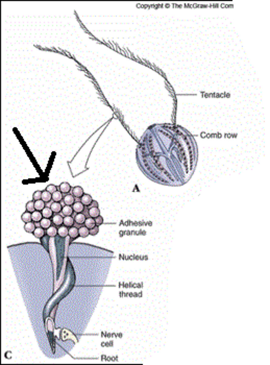 <p>unik cell uppsättning i ektodermet på tentaklerna. har inga trådar som skjuts ut, utan en knapp på utsidan med klistrande funktion som limmar fast bytesdjur på kammaneter</p>
