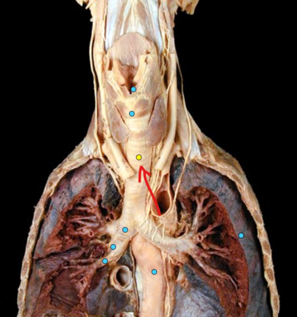 knowt flashcard image