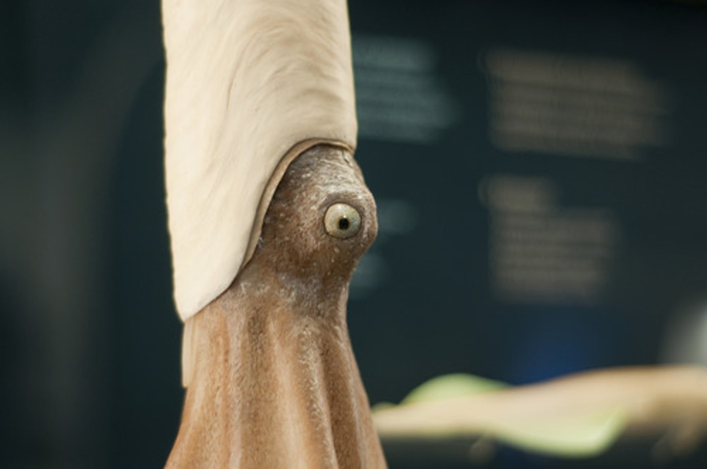 <p>Mollusks have BILATERAL symmetry</p>