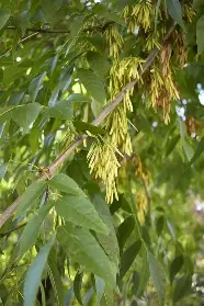 <p>Green Ash</p>