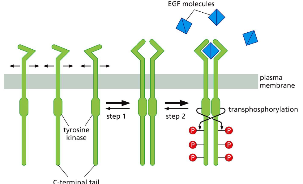 <p><span>Two critical changes of tyrosine kinase Receptors (RTKs) following ligand binding:</span></p>