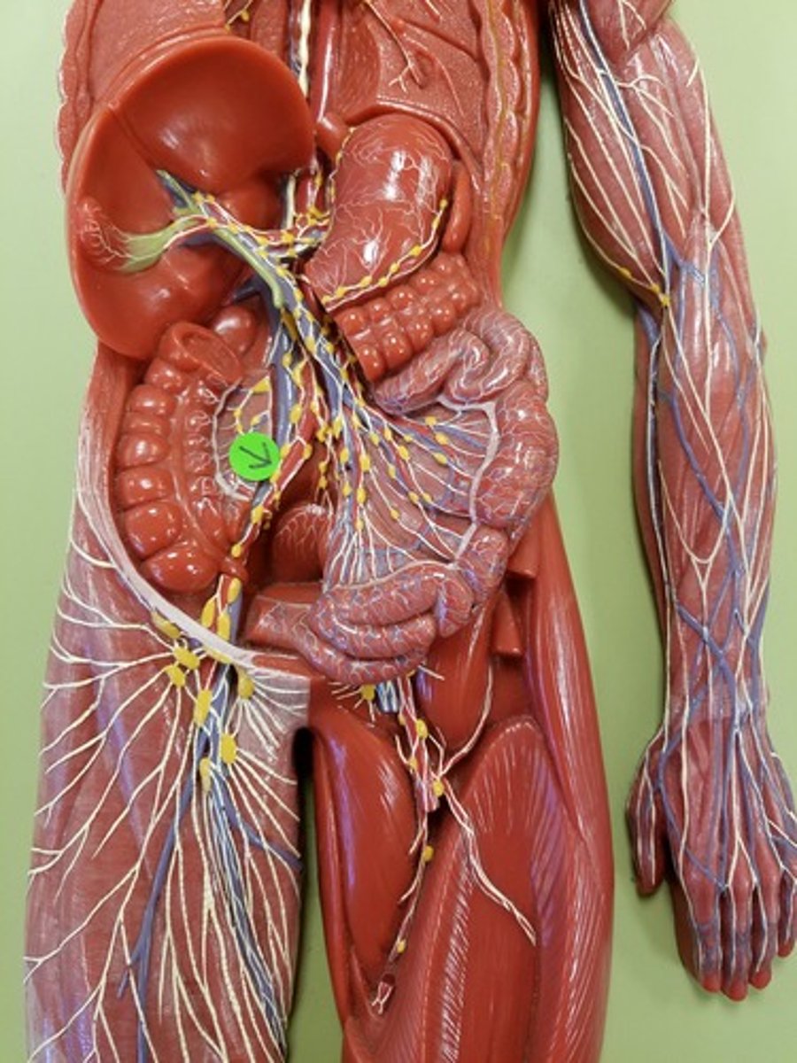 <p>Location: Along the common iliac blood vessels</p><p>Description: Receives lymph from the pelvic viscera</p>