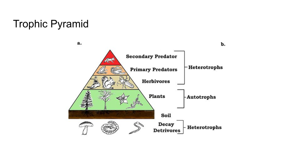<p><span>-A trophic pyramid, also known as an energy pyramid or ecological pyramid, <strong><mark data-color="initial" style="background-color: initial; color: inherit">visually represents the flow of energy and biomass through different trophic levels in an ecosystem, with producers at the base and consumers at higher levels</mark></strong>.&nbsp;</span></p><p></p>