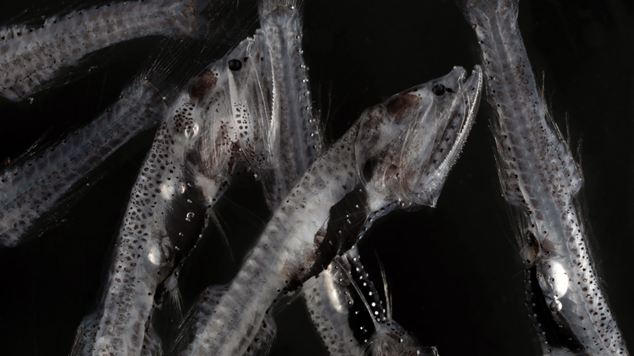 <p>There are at least <strong>trillions </strong>of bristlemouth individuals in the ocean, making them the most abundant vertebrates </p>
