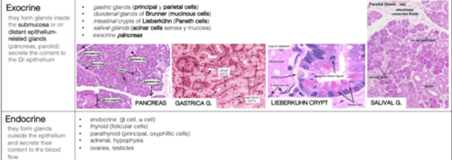 <p>Exocrine glands secrete via ducts (to the GI epithelium); endocrine glands release into the bloodstream.</p>