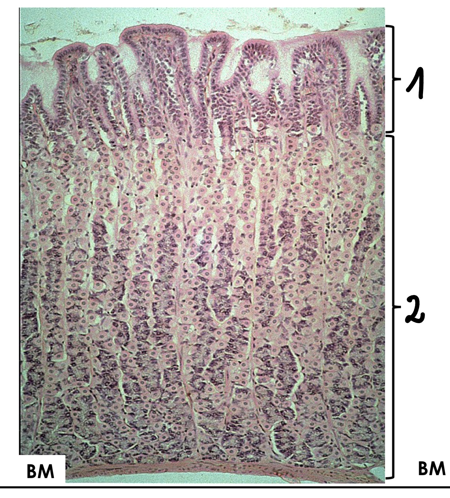 <p>2</p>