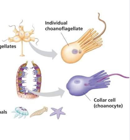 <p>an ovoid/spherical cell body 3-10 micrometers in diameter with a single apical flagellum surrounded by a collar of 30-40 microvilli</p>