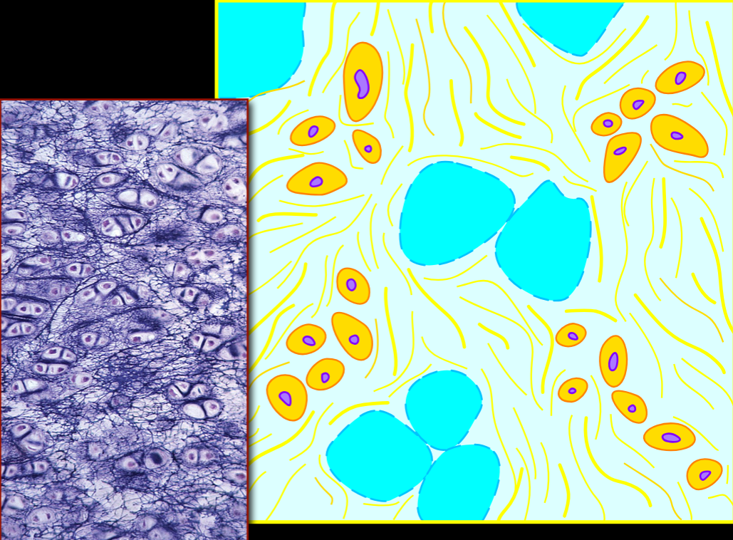 <p>Name, Structure, Distribution, Function</p>