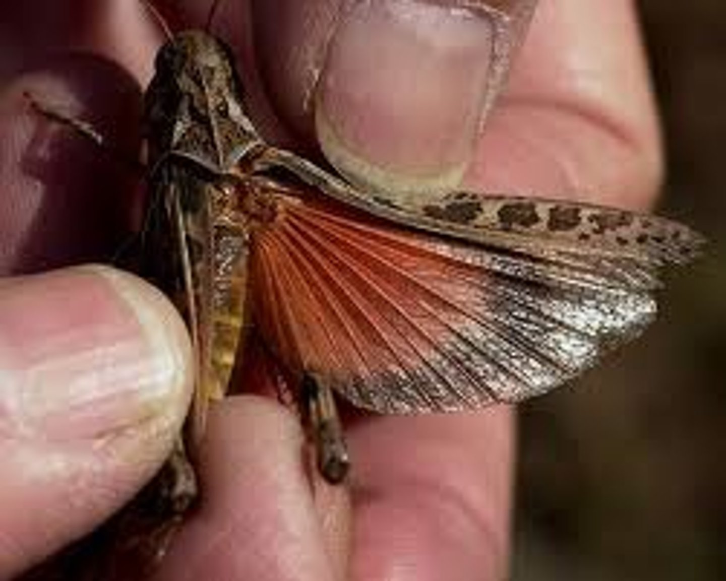 <p>leathery forewing, not involved in flying, specific to Orthoptera, rigid airfoils</p>