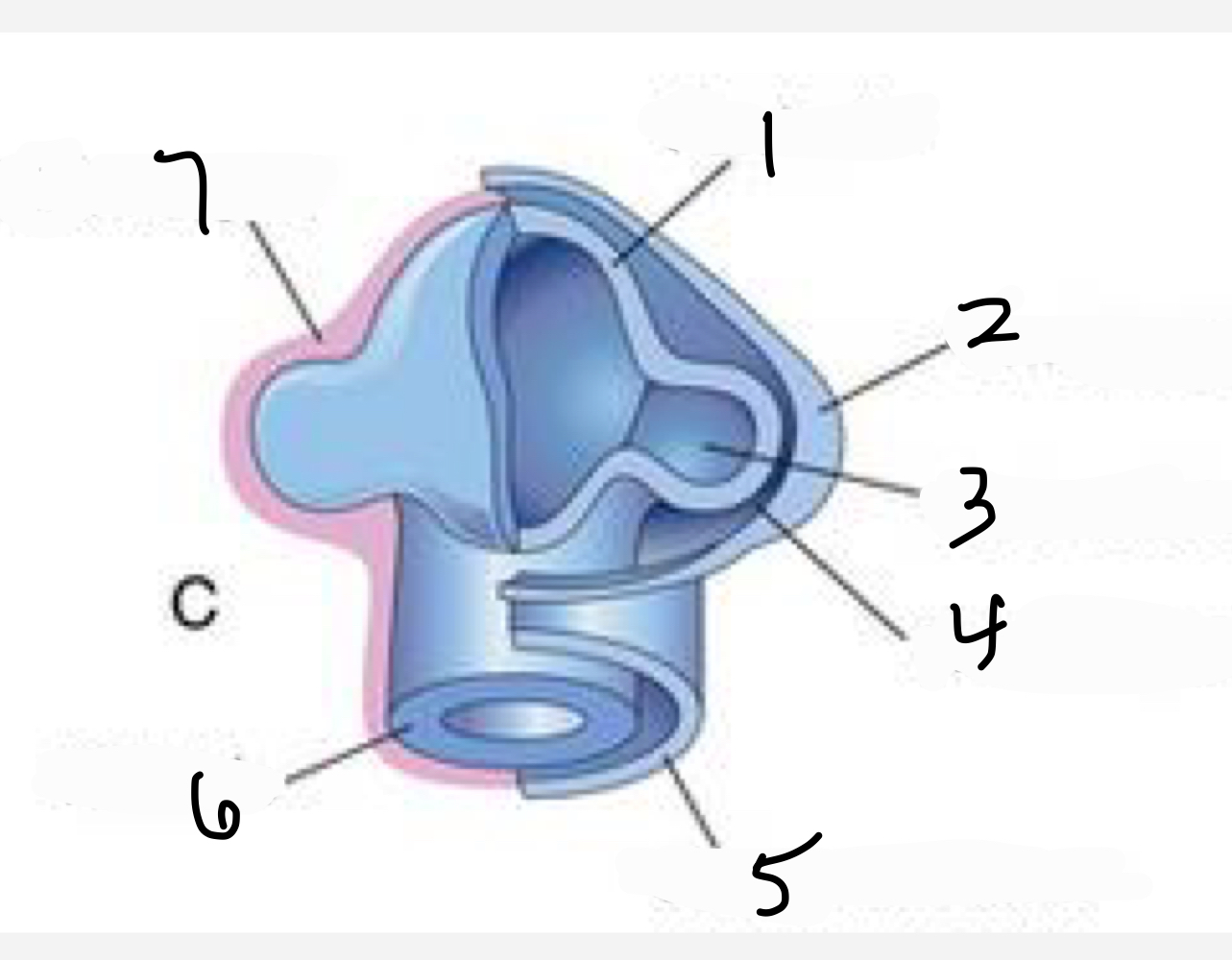 Identify the missing structures of the expanded optic pit (1-7).