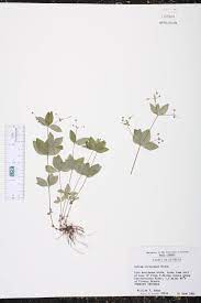 <p>Galium ciercaezans</p>