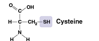 <p>SH</p><p>Compound name: <mark data-color="yellow" style="background-color: yellow; color: inherit">Thiol</mark></p><p>Two SH groups can react, forming a crosslink that stabilizes the structure of many proteins</p>