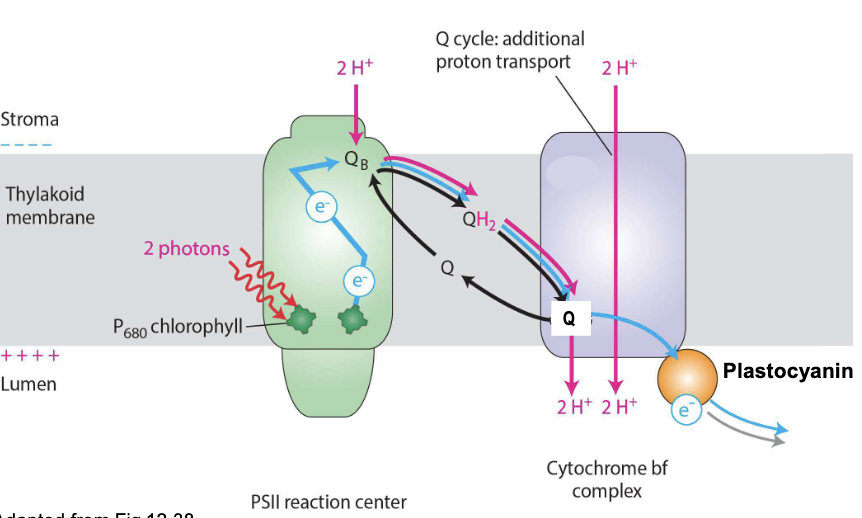 <ul><li><p>functional equivalent of cytochrome c reductase (Complex III) in mitochondria</p></li><li><p>Reduced QH<sub>2</sub> passes its 2e<sup>-</sup> to plastocyanin (pC) in 2 steps (<strong>Q cycle</strong>)</p><ul><li><p>increases efficiency of proton pumping from stroma to lumen for ATP synthesis</p></li><li><p>NET: 2QH<sub>2</sub> + 2pC<sub>oxidized</sub> + 2H<sup>+</sup><sub>stroma</sub> → QH<sub>2</sub> + Q + 2pC<sub>reduced</sub> + 4H<sup>+</sup><sub>lumen</sub></p></li></ul></li></ul><p></p>