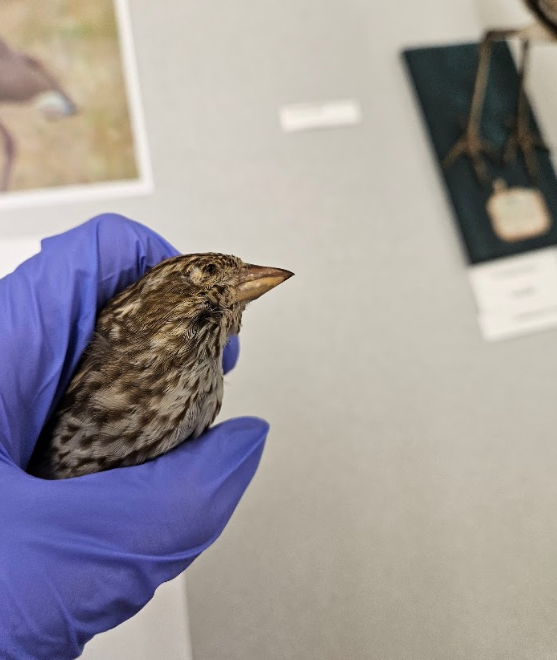 <p>the bill has the shape of the cone</p>