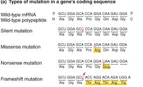 <p><strong>What are the four main types of small-scale DNA mutations?</strong></p><p></p>