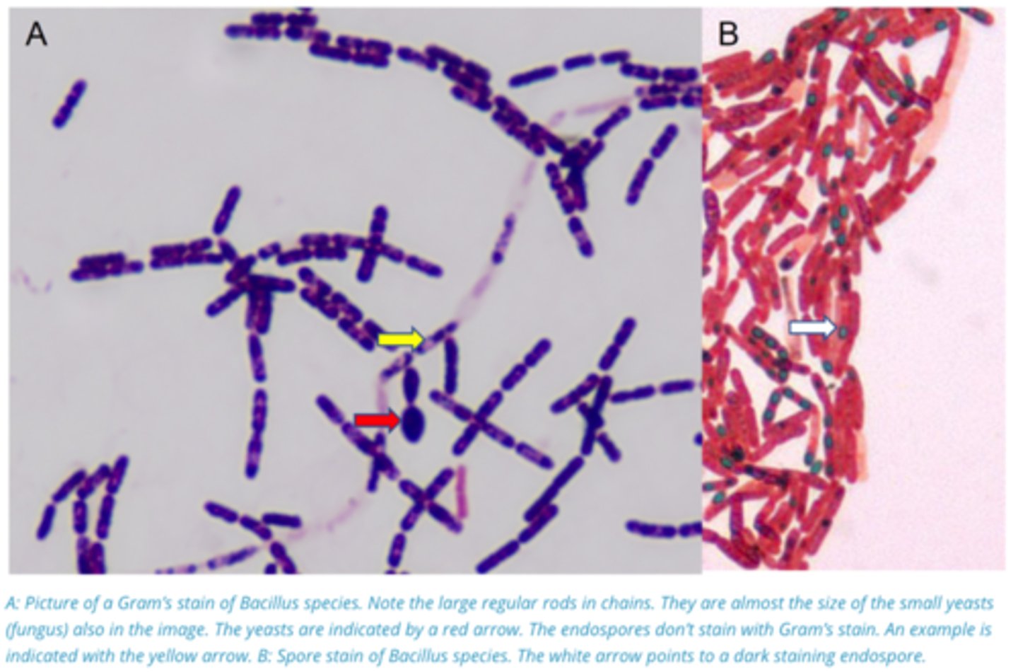 <p>1. Gram +ve, Spore Forming, aerobic</p><p>2. Highly Environmentally resistant Endospore allows Bacillus to survive in the environment in a dormant state</p>