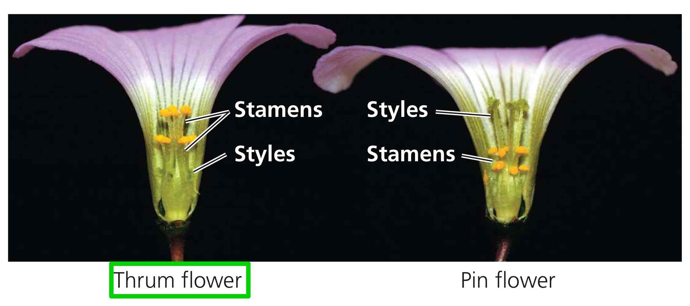 <p>Flowers with short styles and long stamens.</p>